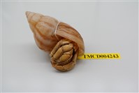 藏品(灰白陸寄居蟹)的圖片